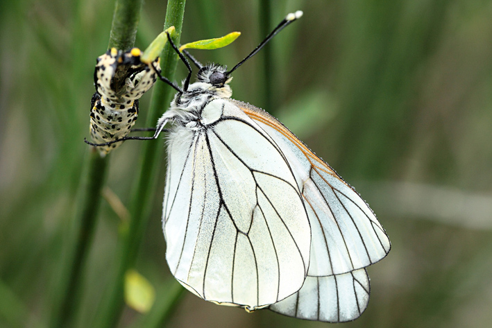 Aporia crataegi?